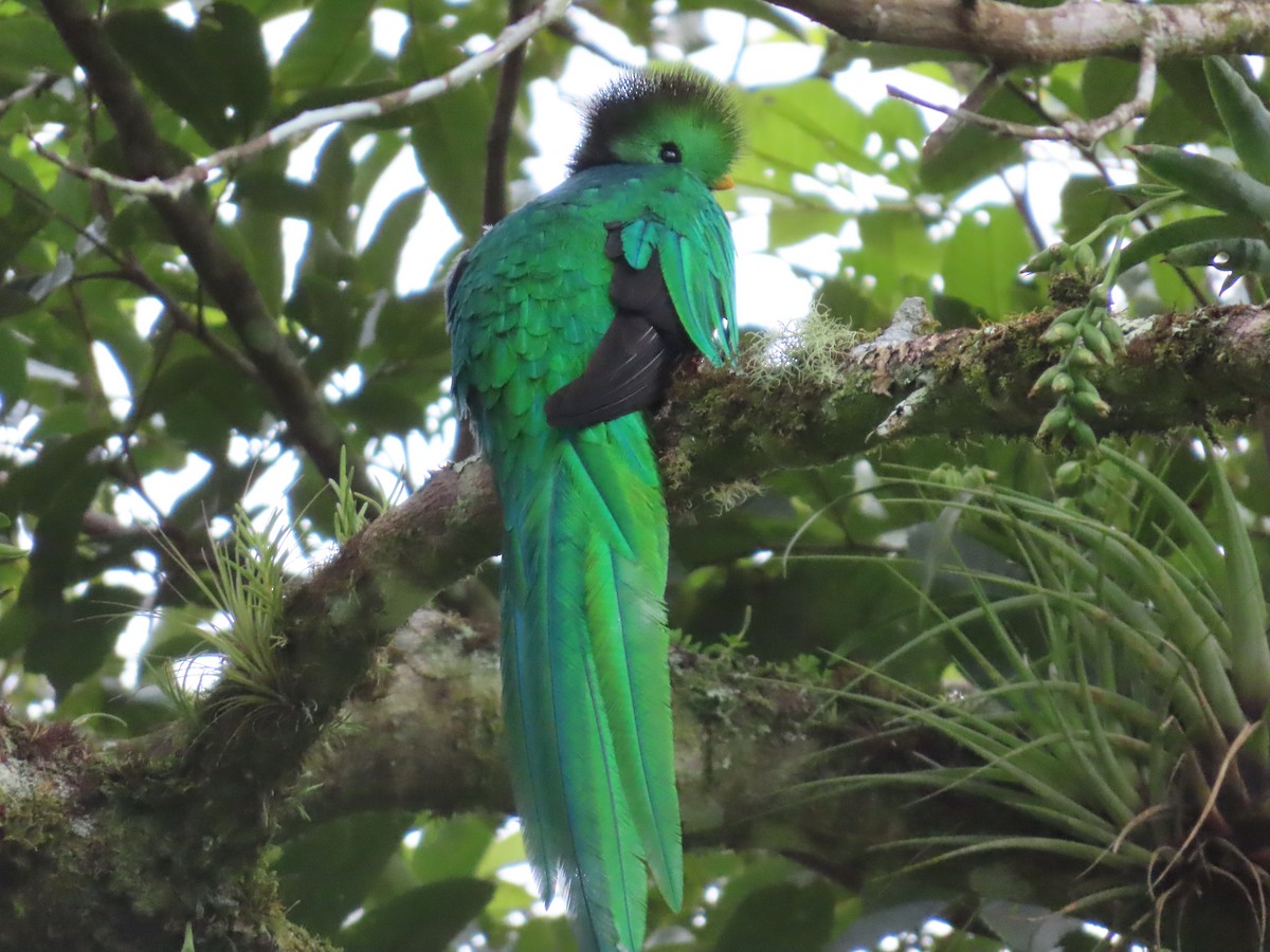 Quetzal Guatemalteco - ML611639840