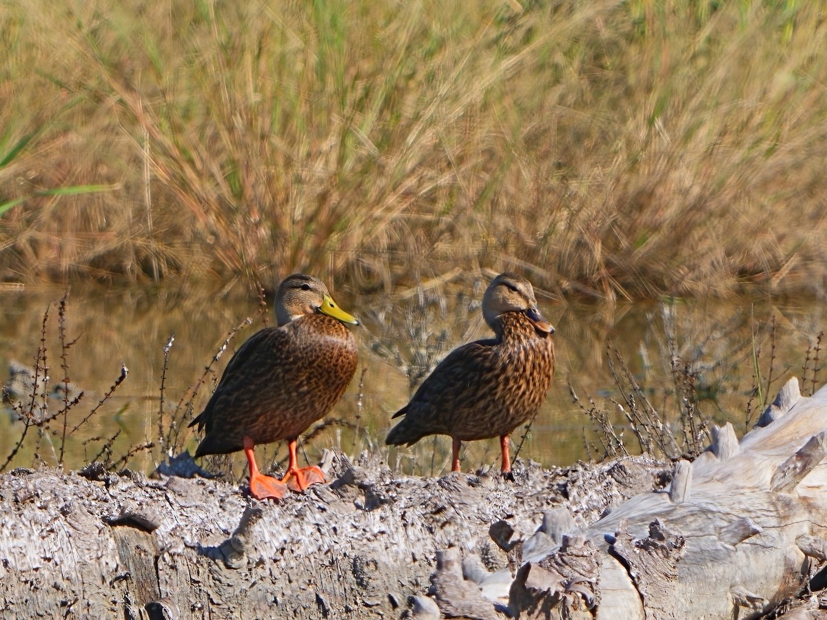 Mottled Duck (Gulf Coast) - ML611639857