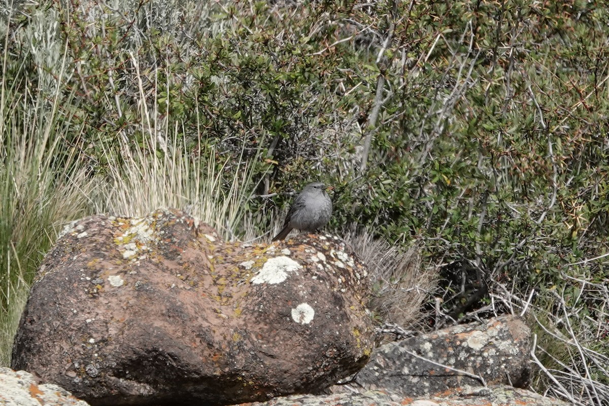 Plumbeous Sierra Finch - ML611639863