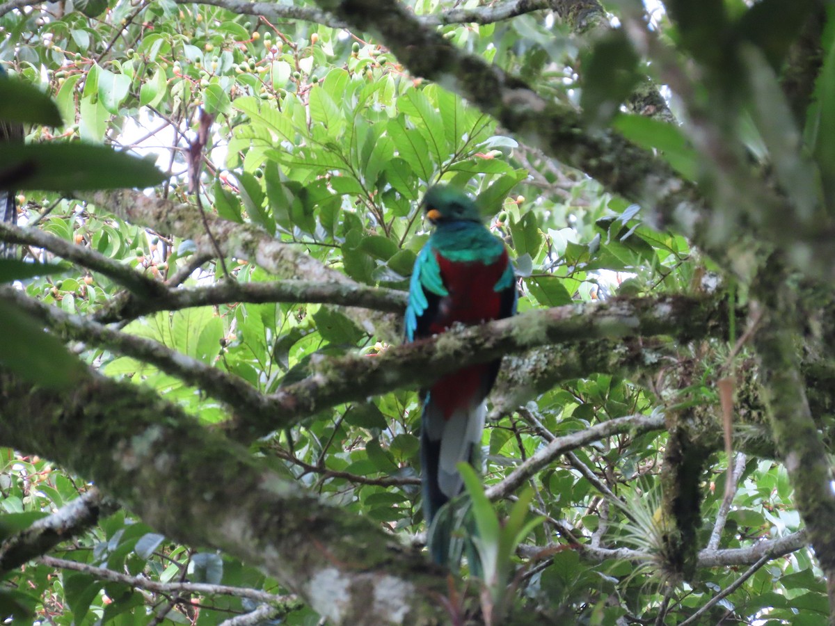Quetzal Guatemalteco - ML611639867