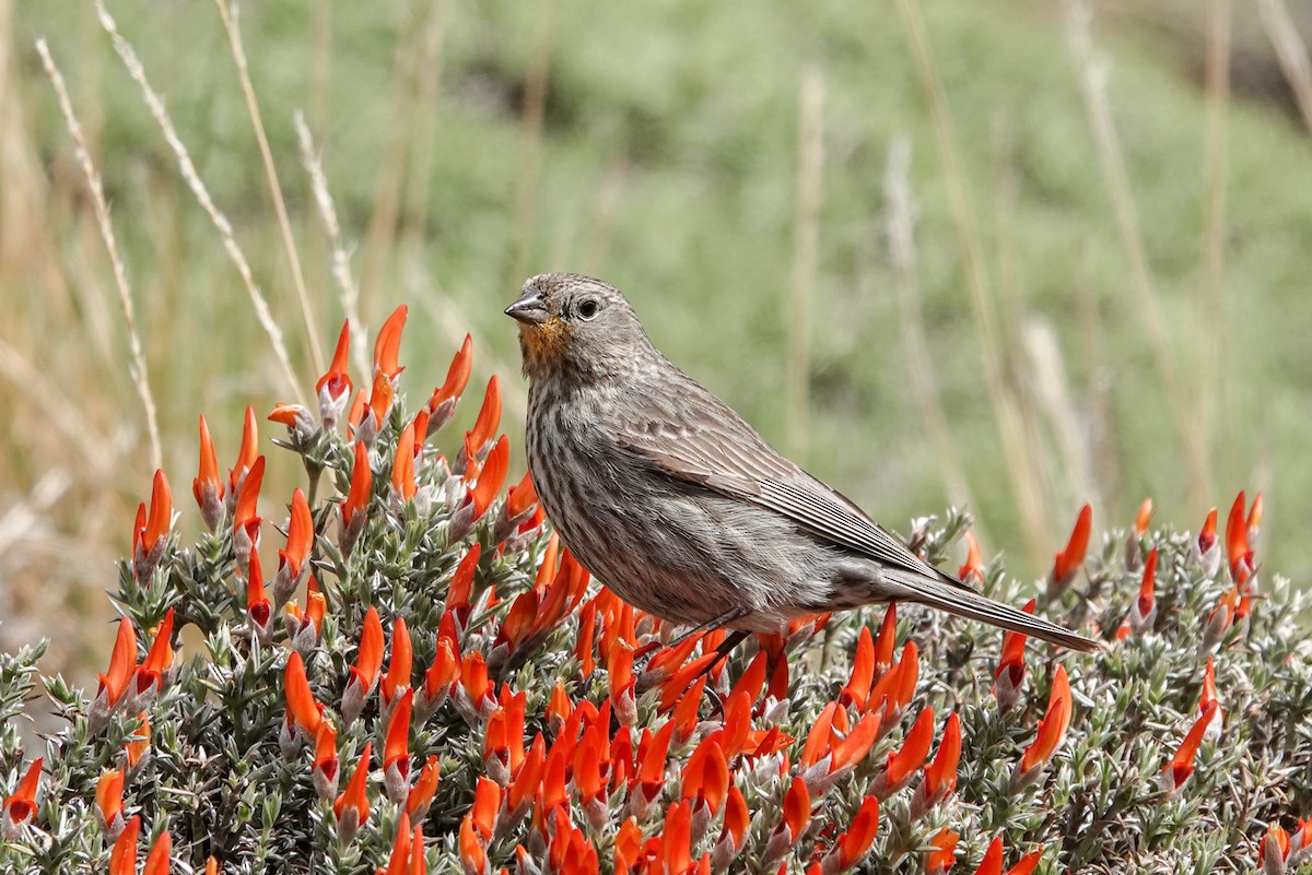 Plumbeous Sierra Finch - ML611639870