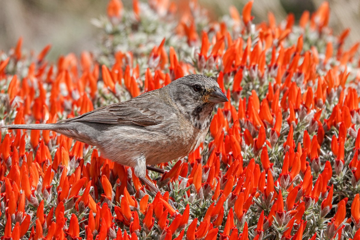 Gray-hooded Sierra Finch - ML611639872