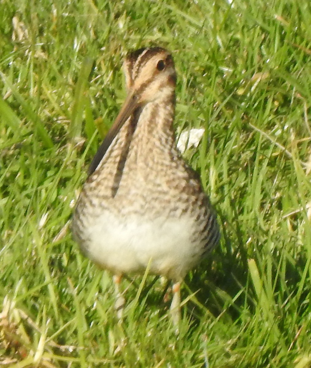 Wilson's Snipe - ML611639907