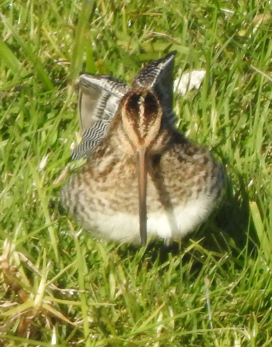 Wilson's Snipe - ML611639908