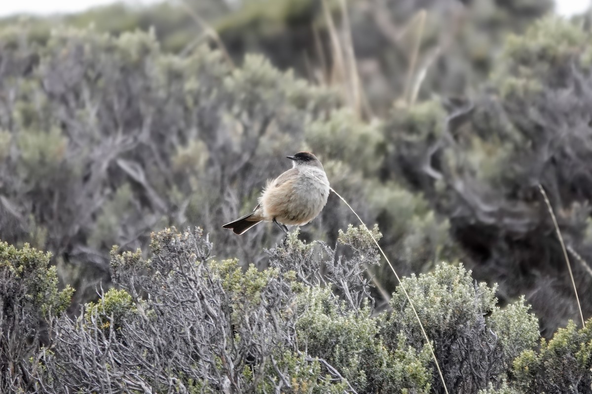 Cinnamon-bellied Ground-Tyrant - ML611639921