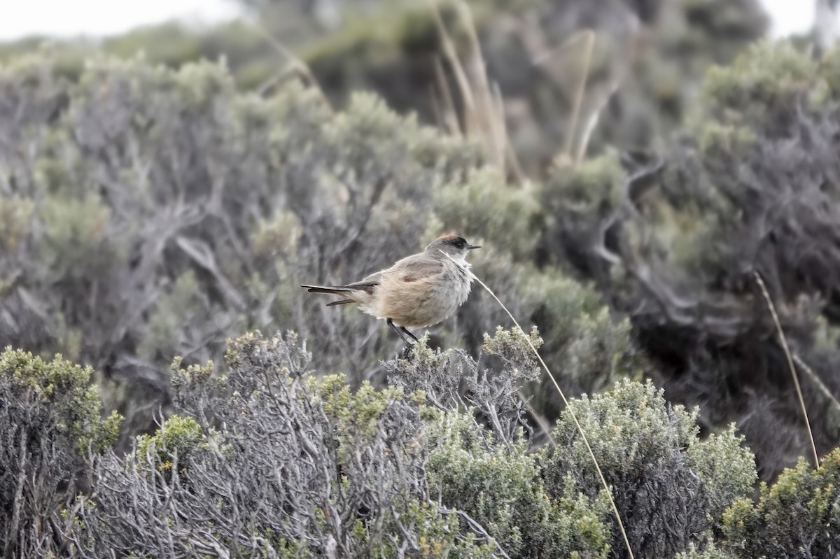 Cinnamon-bellied Ground-Tyrant - ML611639922