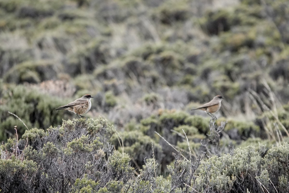 Cinnamon-bellied Ground-Tyrant - ML611639924