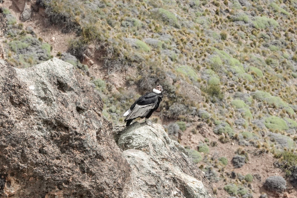 Andean Condor - ML611639941