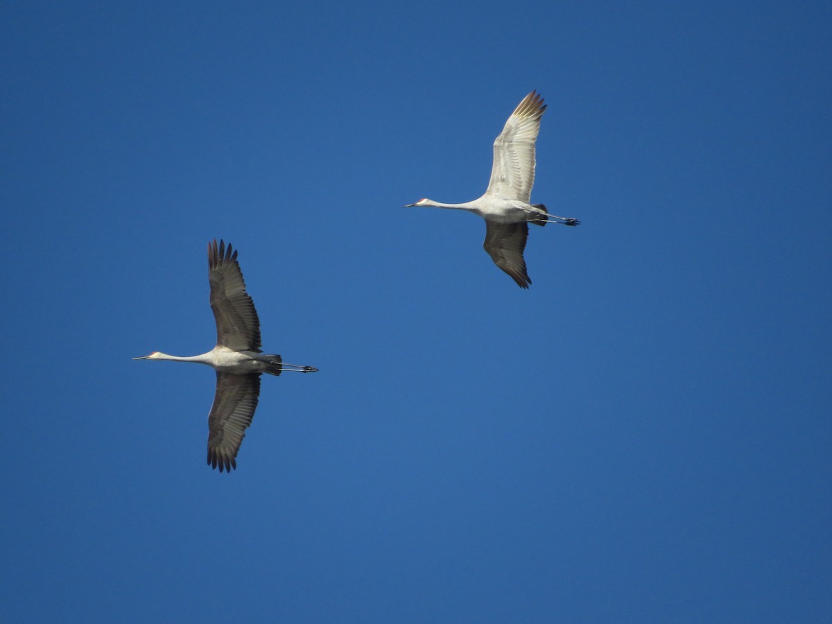 Sandhill Crane - ML611640001