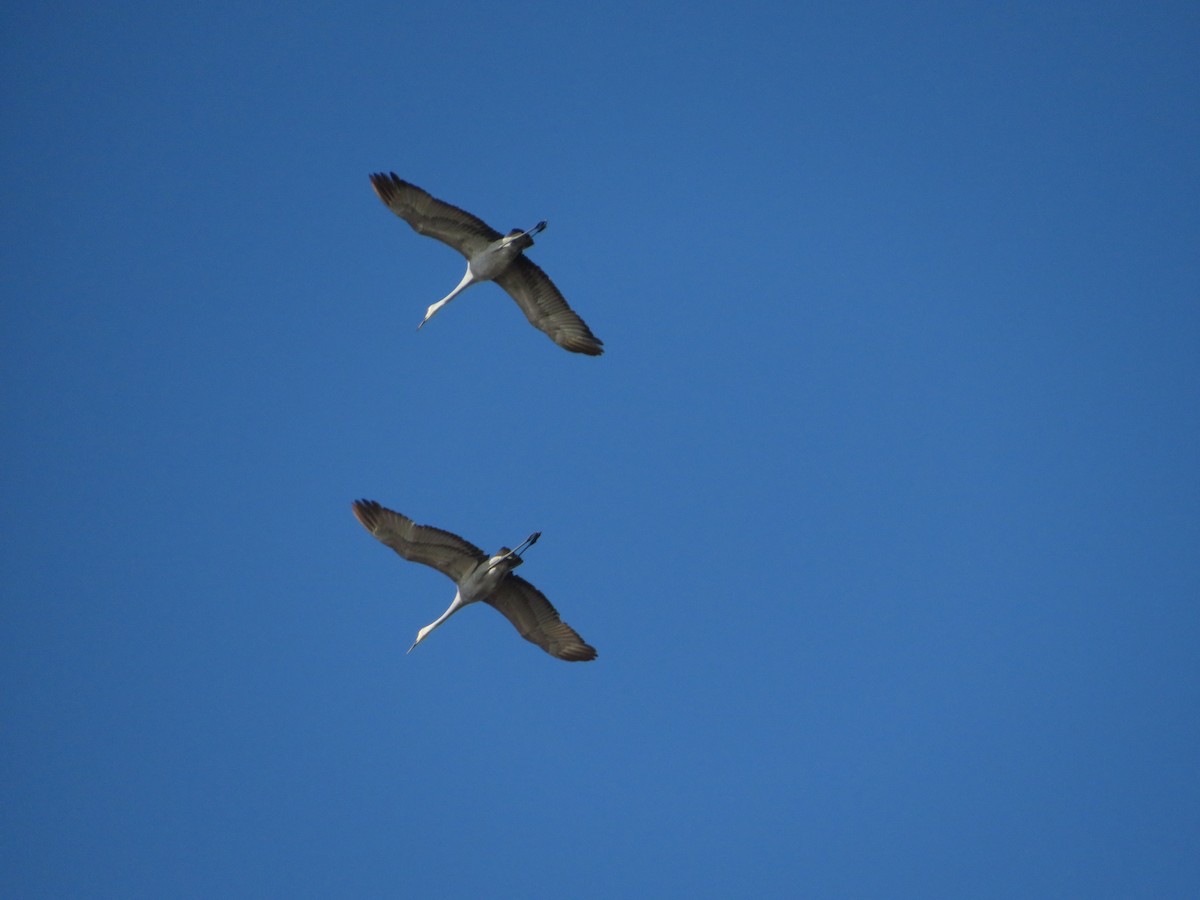 Sandhill Crane - ML611640012