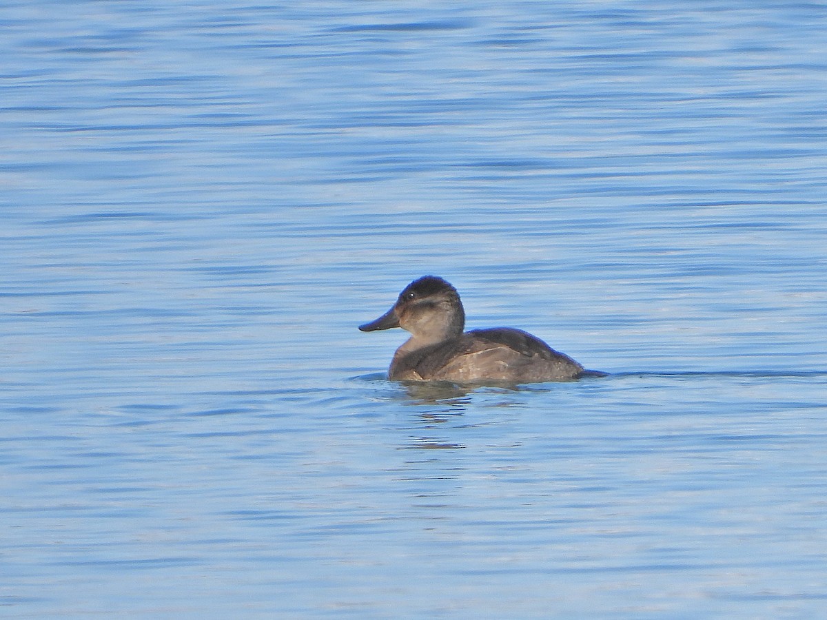 Ruddy Duck - ML611640061