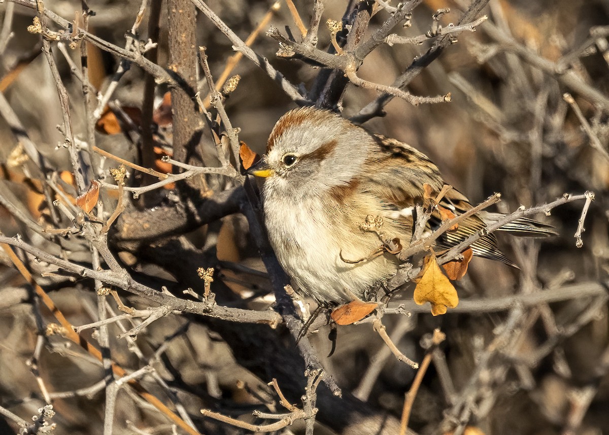 American Tree Sparrow - ML611640063