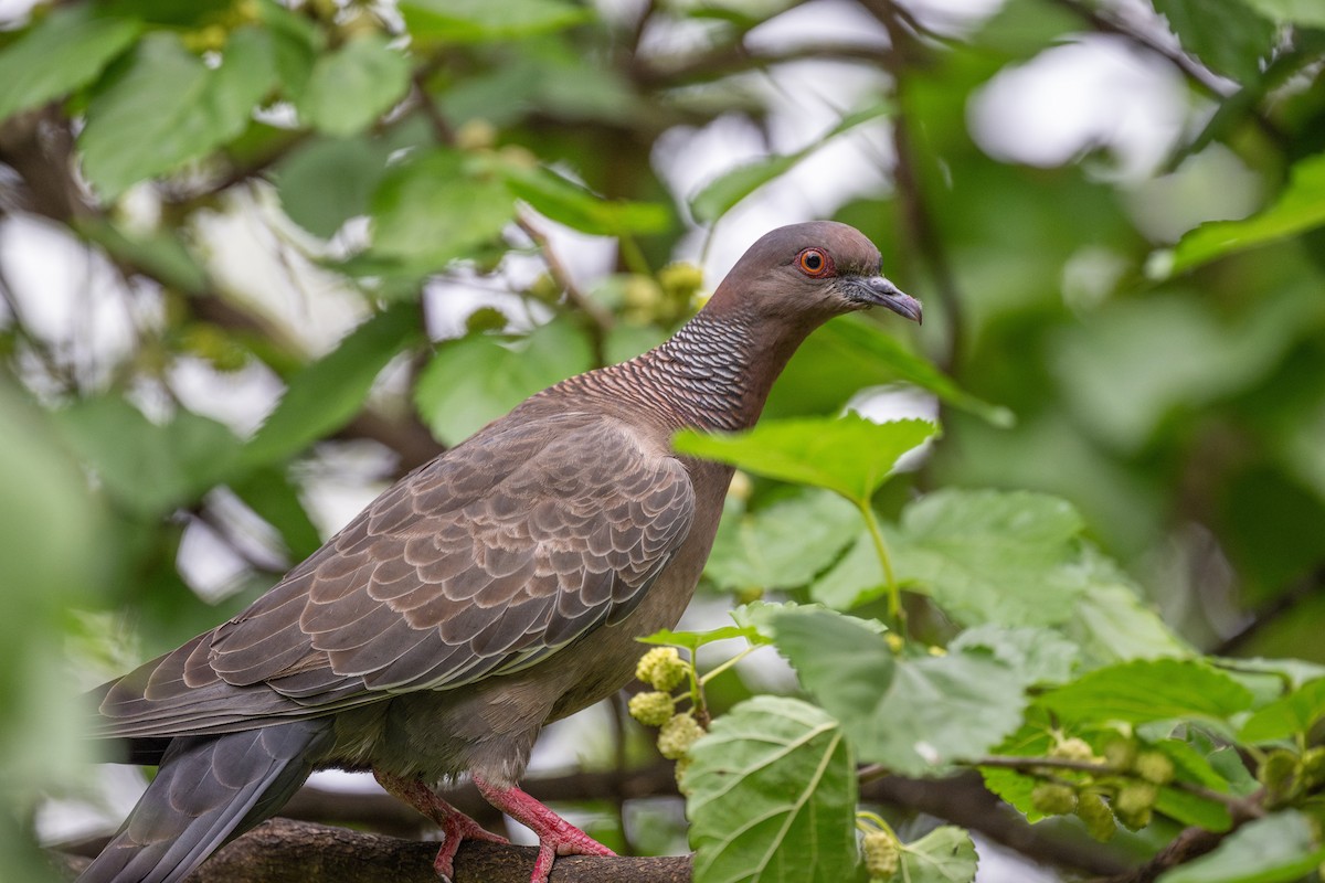 Picazuro Pigeon - ML611640136