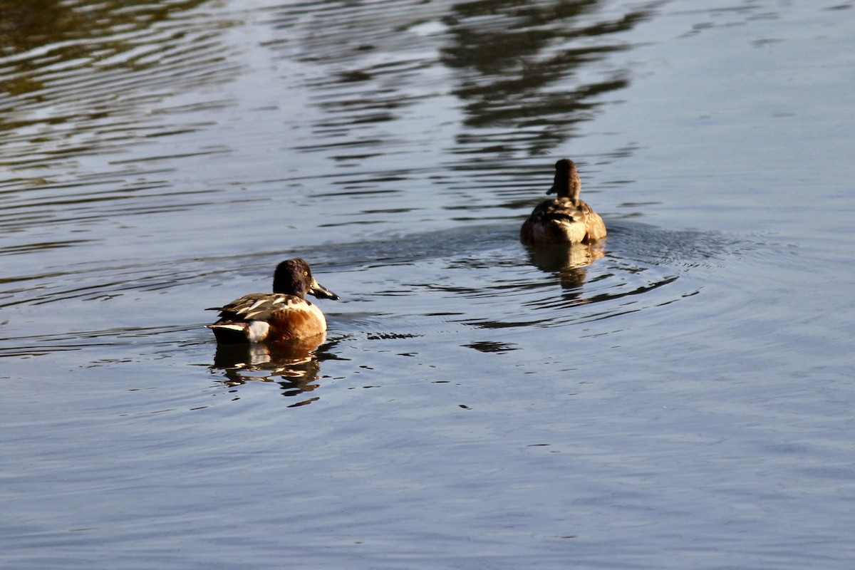 Northern Shoveler - ML611640157