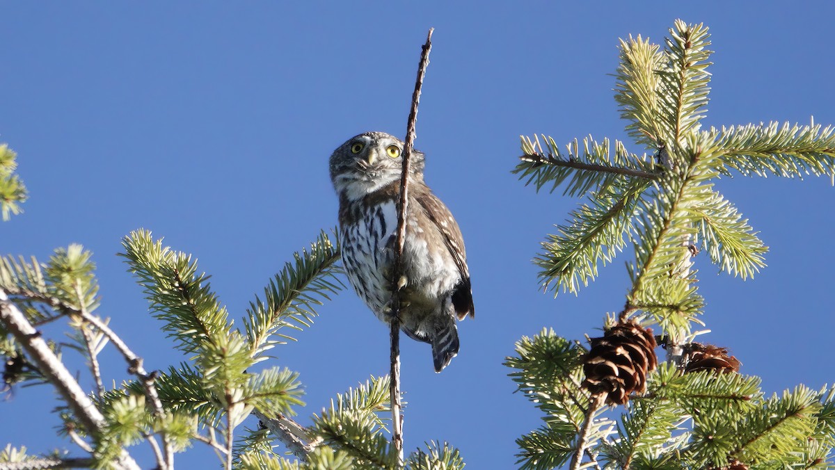 Northern Pygmy-Owl - ML611640167