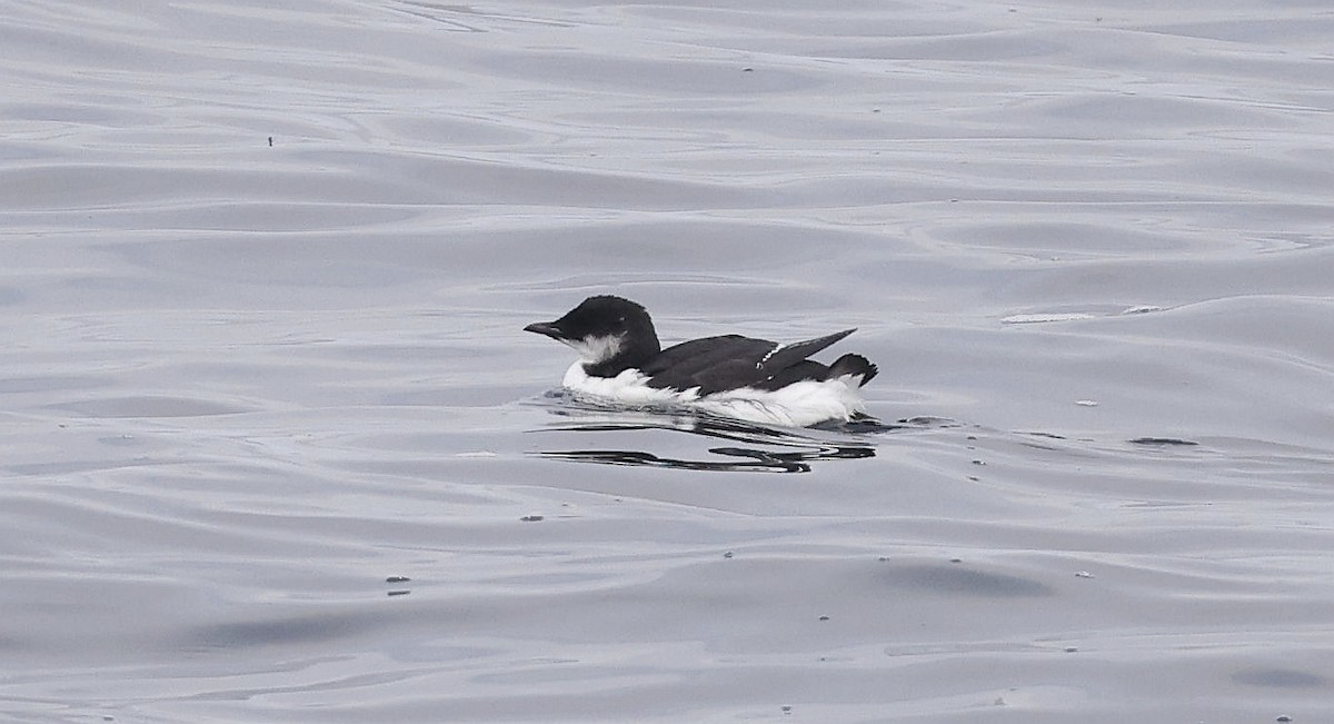 אורייה חייכנית - ML611640186