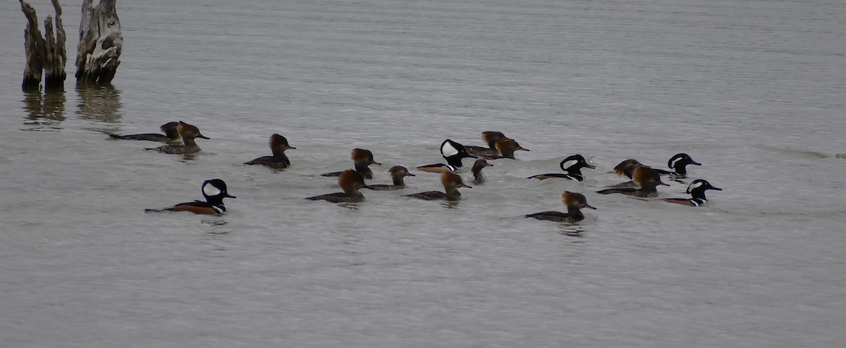 Hooded Merganser - Jon McIntyre