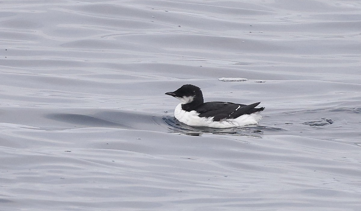 Thick-billed Murre - Charles Fitzpatrick