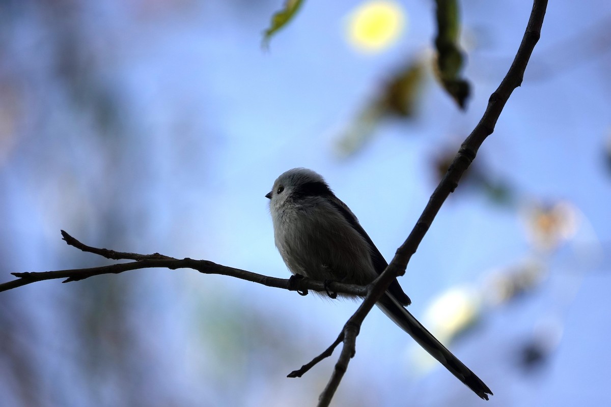 Long-tailed Tit (caudatus) - Won Kwan Hwang