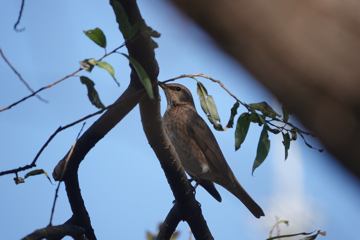 Naumann's Thrush - ML611640291