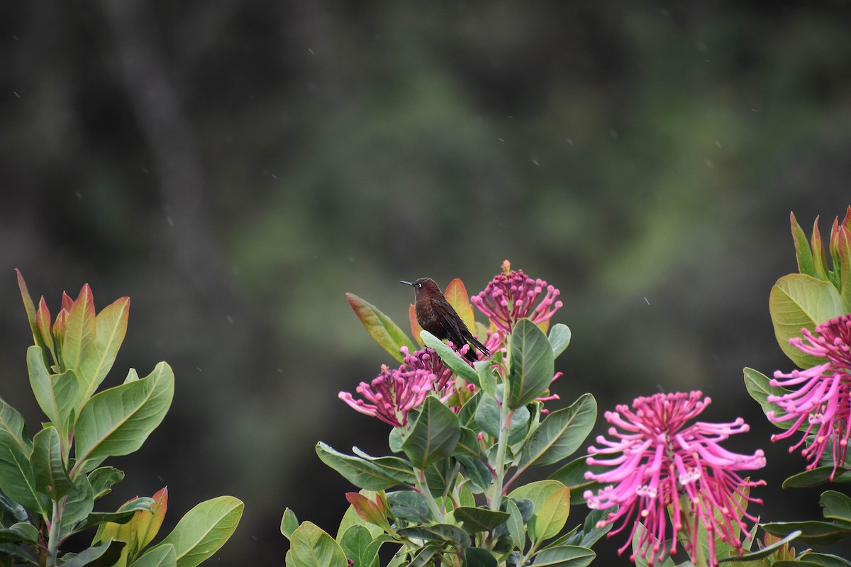 kolibřík myrtový - ML611640338