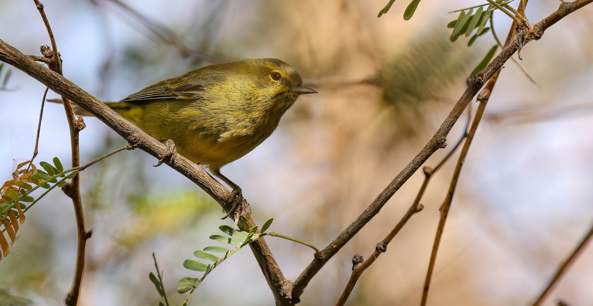 Orange-crowned Warbler - ML611640354