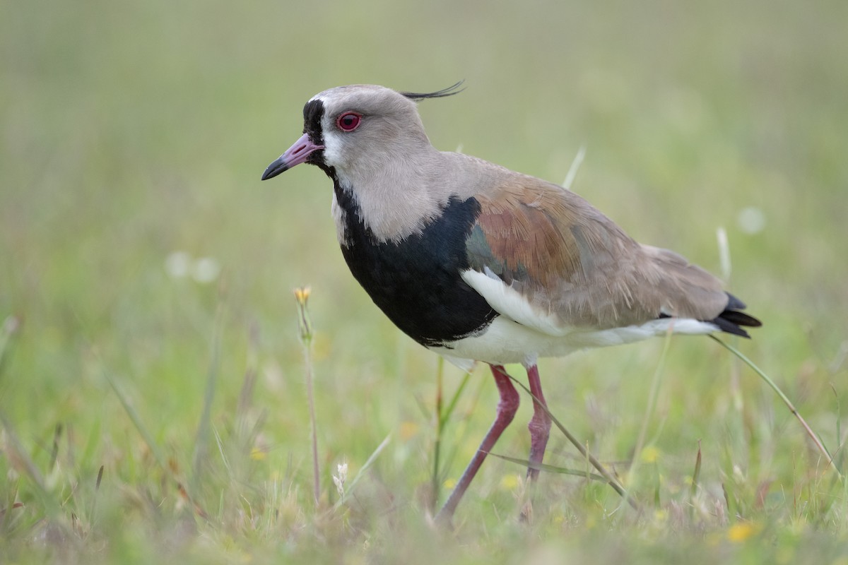 Southern Lapwing - ML611640371