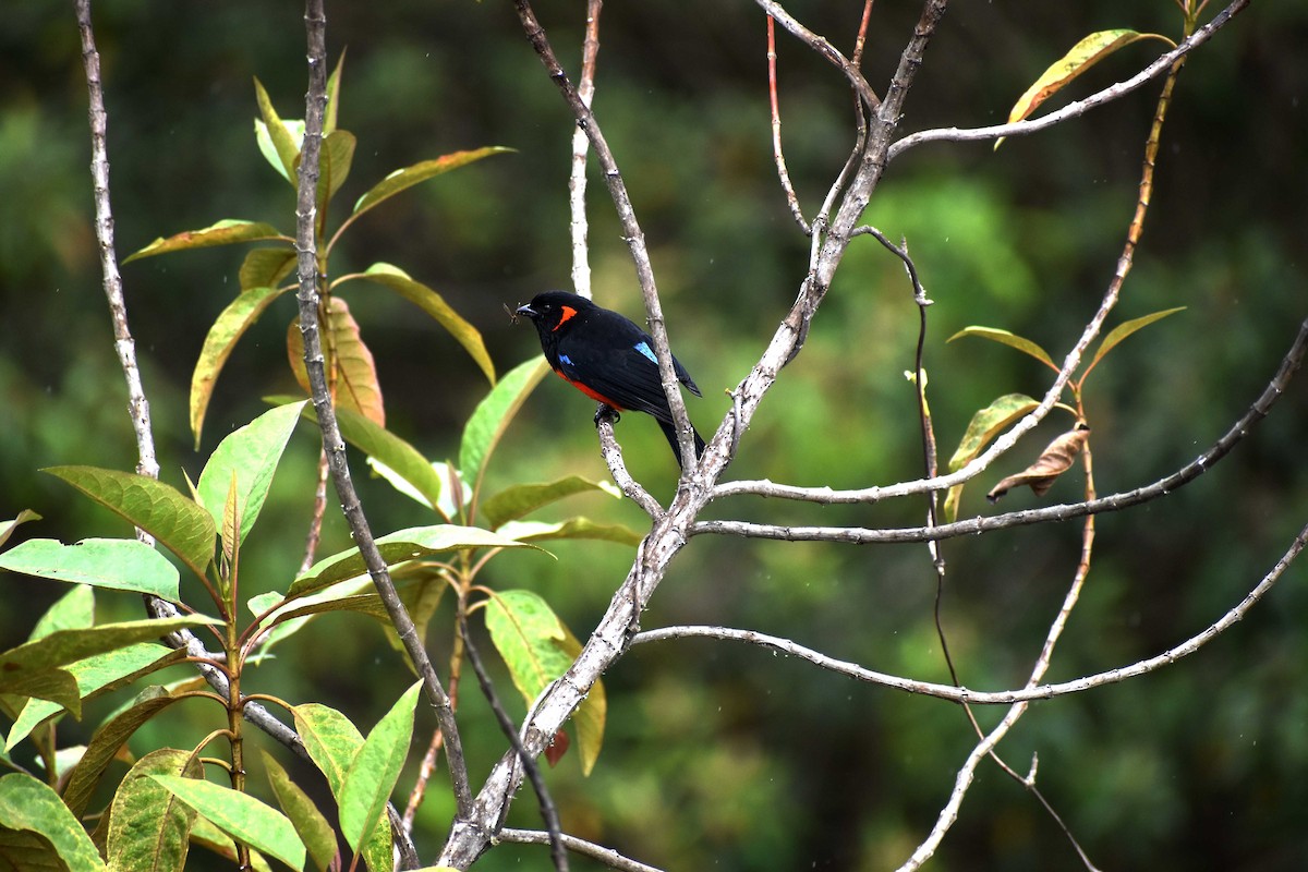 Scarlet-bellied Mountain Tanager - Angel Colchado Dominguez