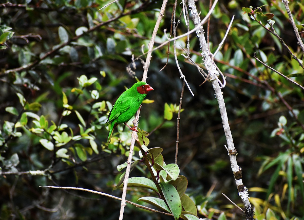 Grass-green Tanager - Angel Colchado Dominguez