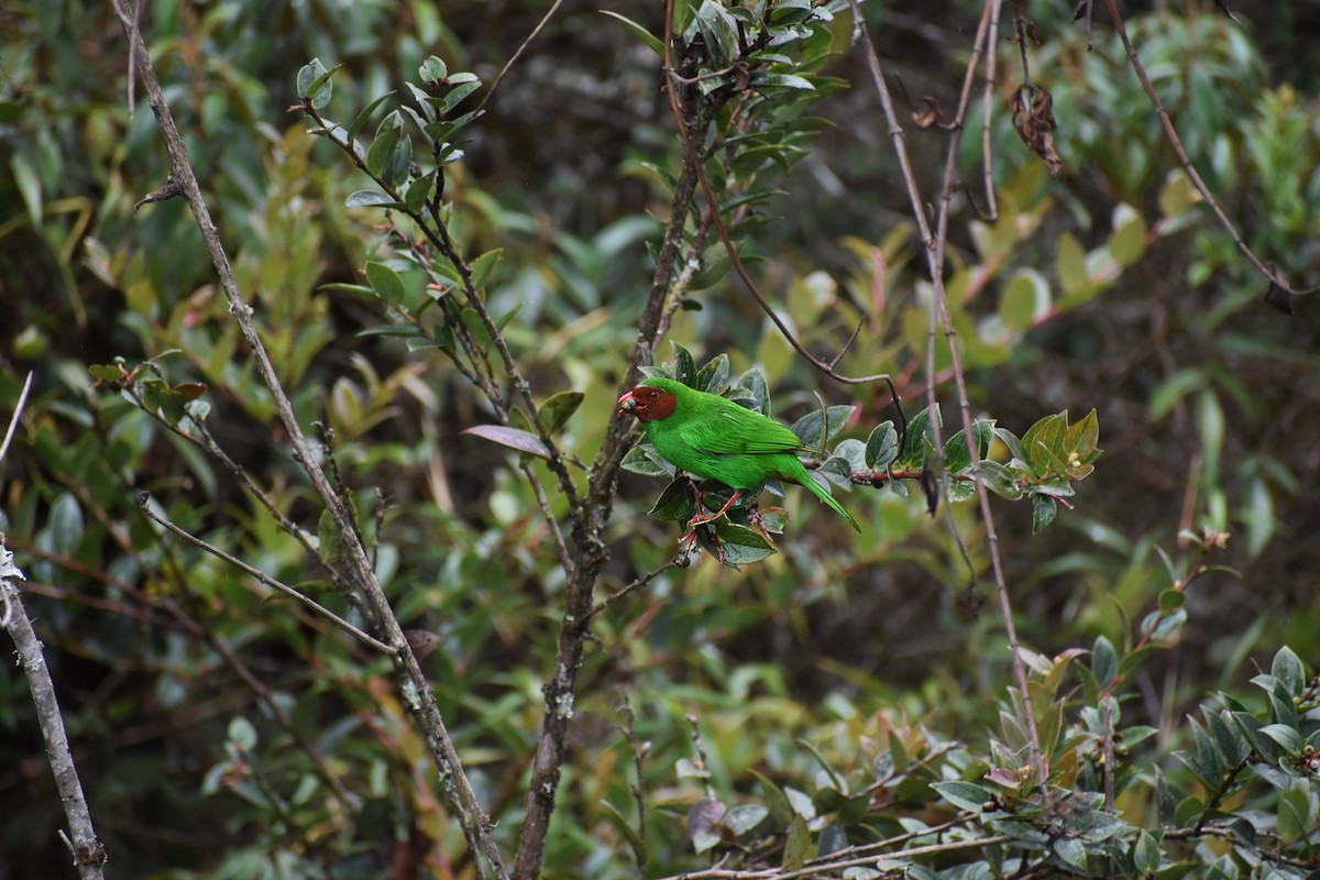 Grass-green Tanager - Angel Colchado Dominguez