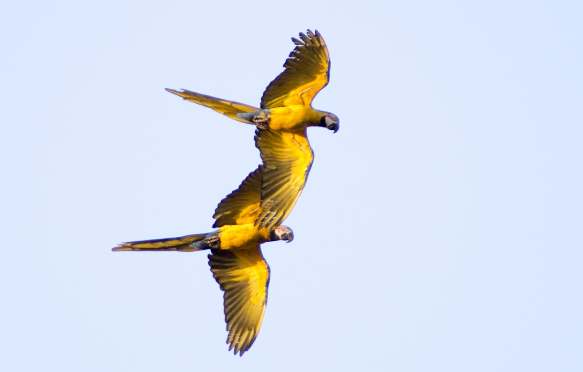 Blue-and-yellow Macaw - ML611640518