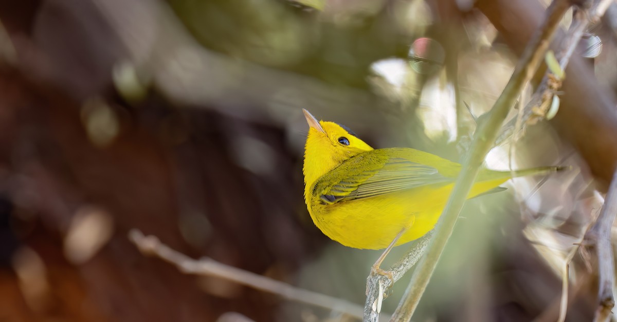 Wilson's Warbler - ML611640519