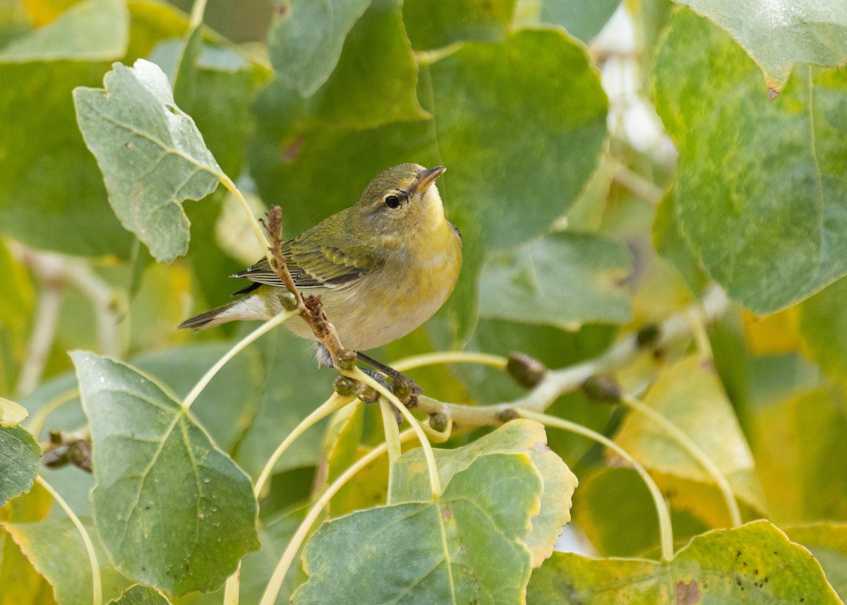 Tennessee Warbler - ML611640709