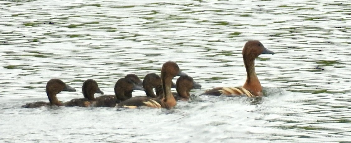 Fulvous Whistling-Duck - ML611640727