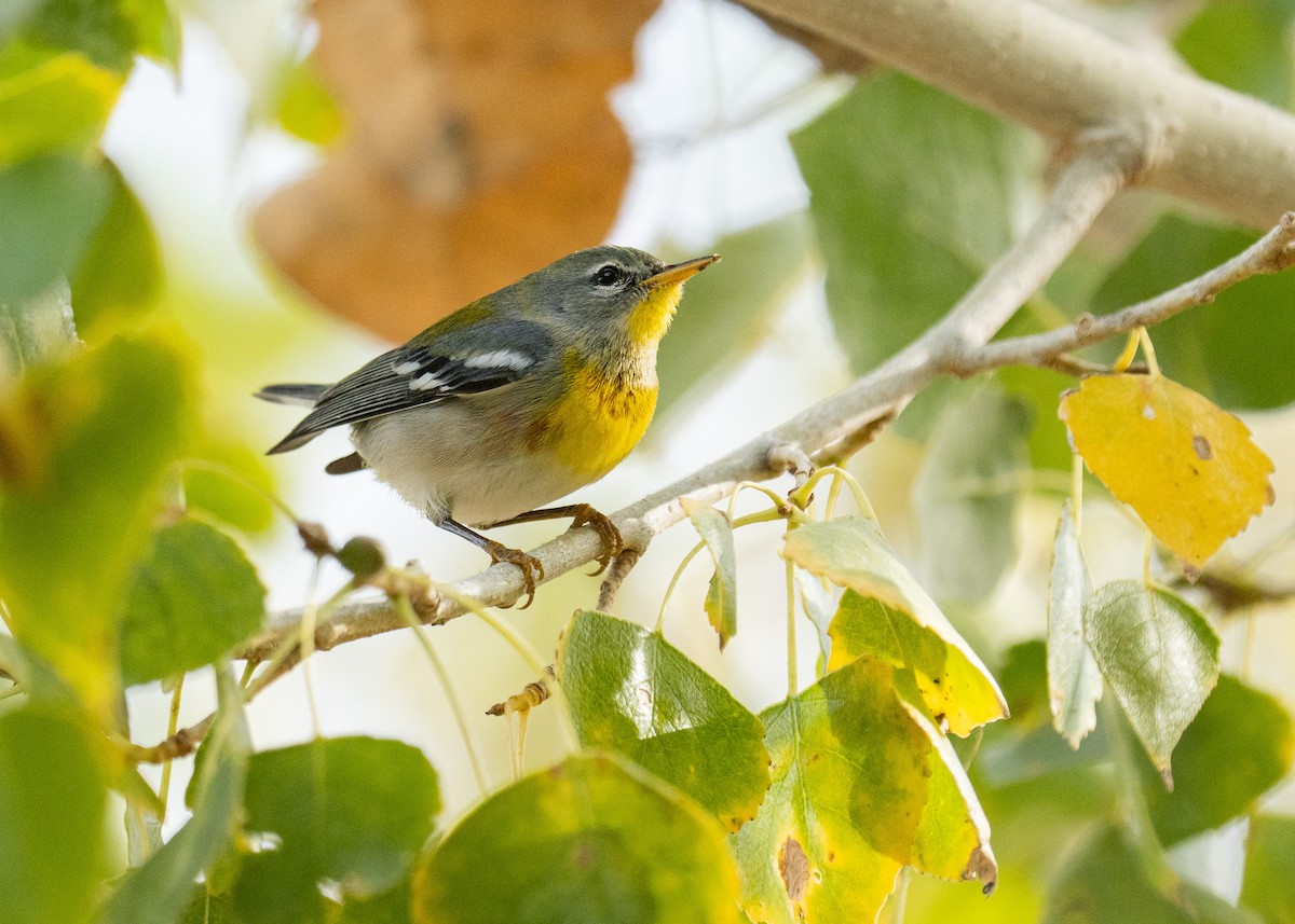 Parula Norteña - ML611640740