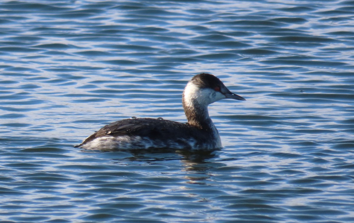 Horned Grebe - ML611640757