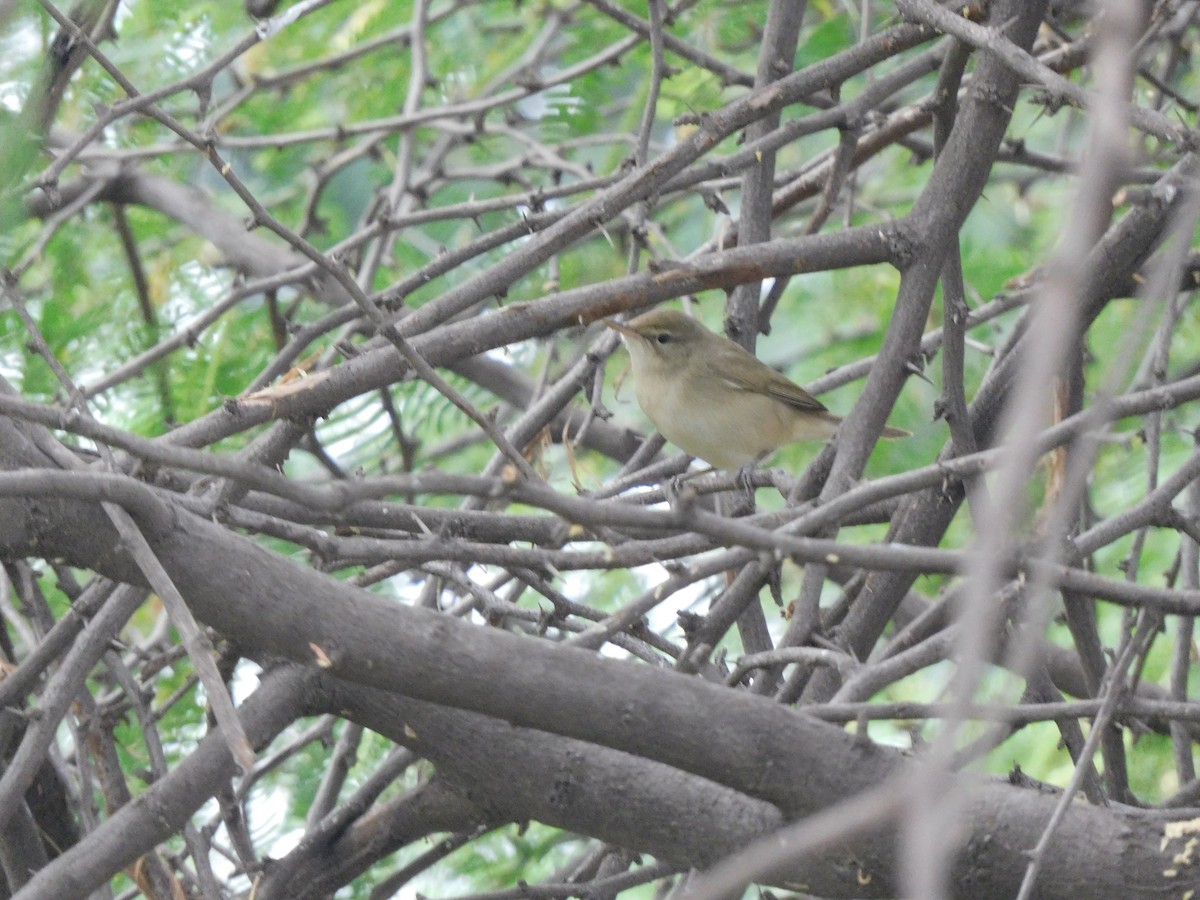 Booted Warbler - ML611640801