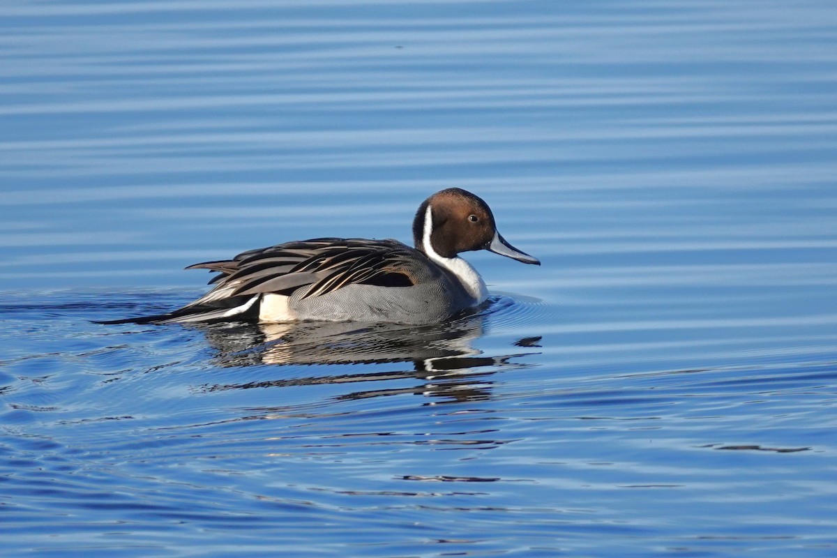 Northern Pintail - ML611640865