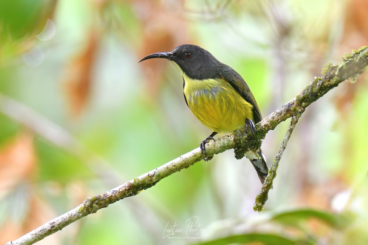 Tboli Sunbird - Allan Barredo