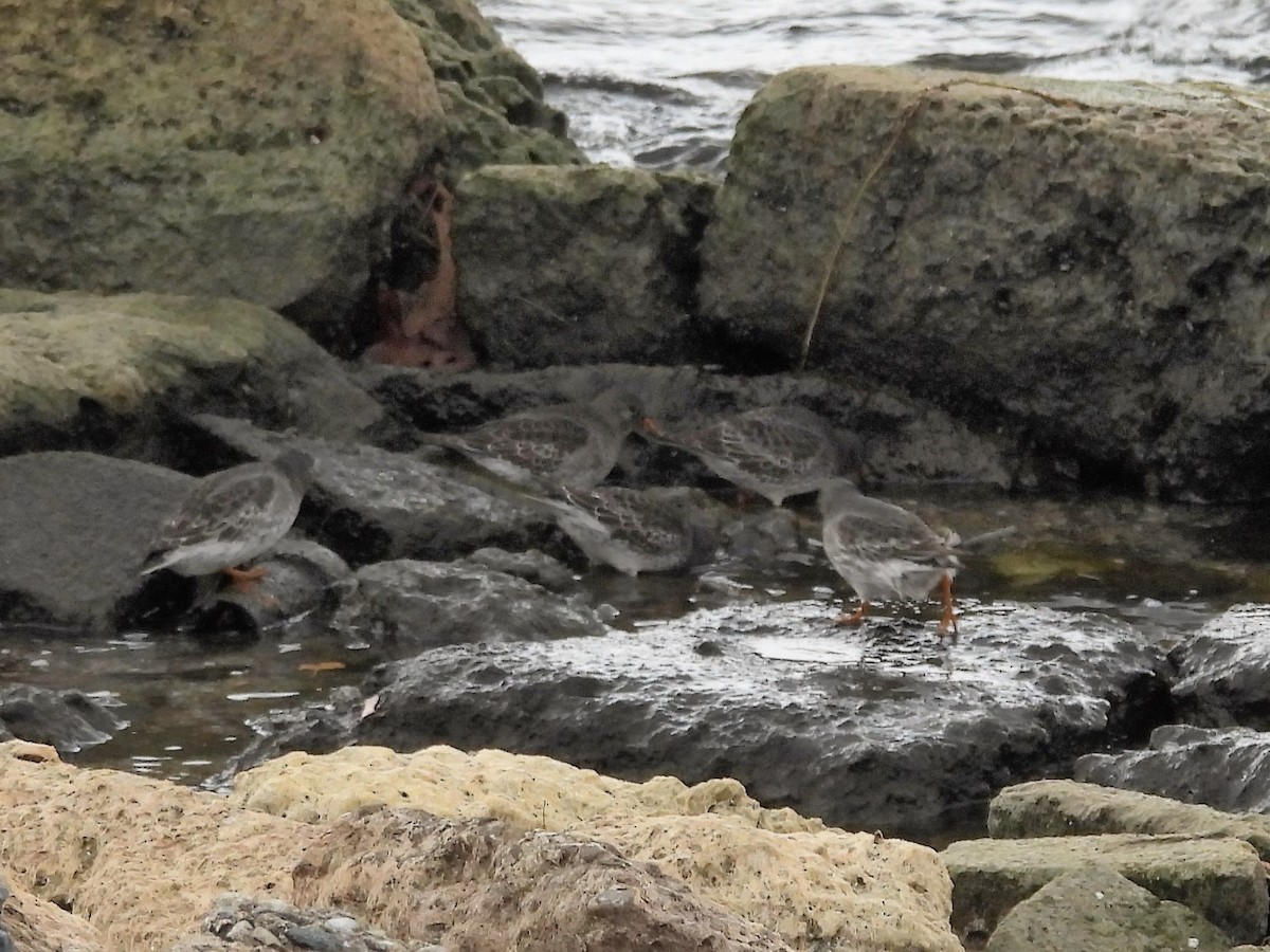 Purple Sandpiper - Allison Zhang