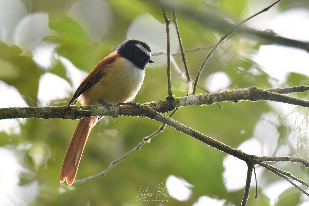 Black-and-cinnamon Fantail - Allan Barredo