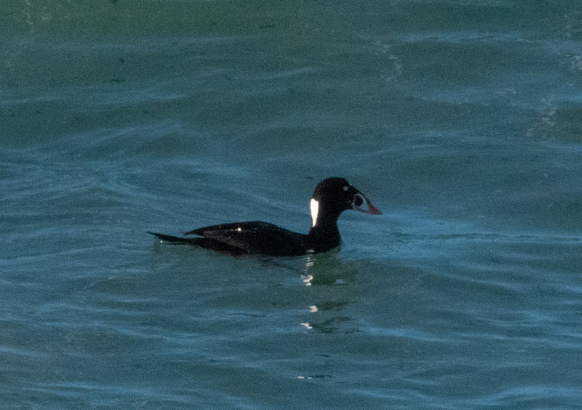 Surf Scoter - ML611641056