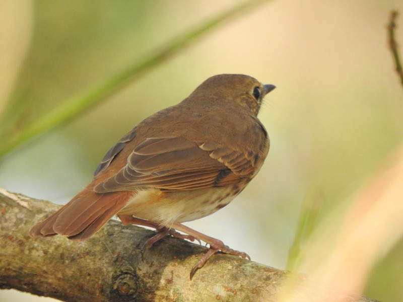 Hermit Thrush - ML611641249