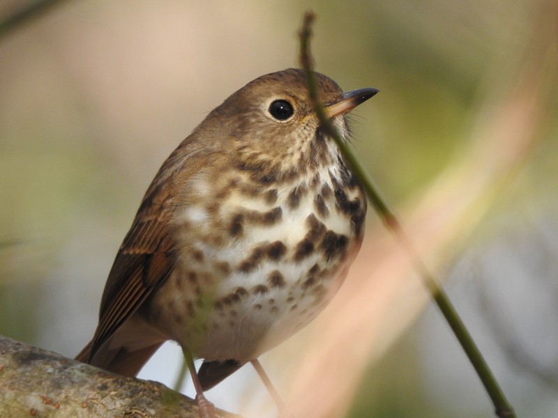 Hermit Thrush - ML611641250