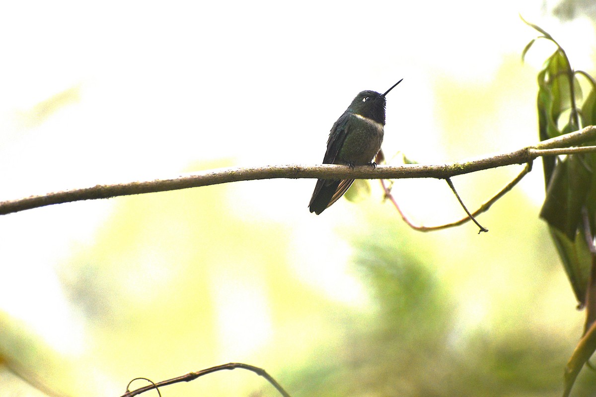 Amethyst-throated Sunangel - Angel Colchado Dominguez