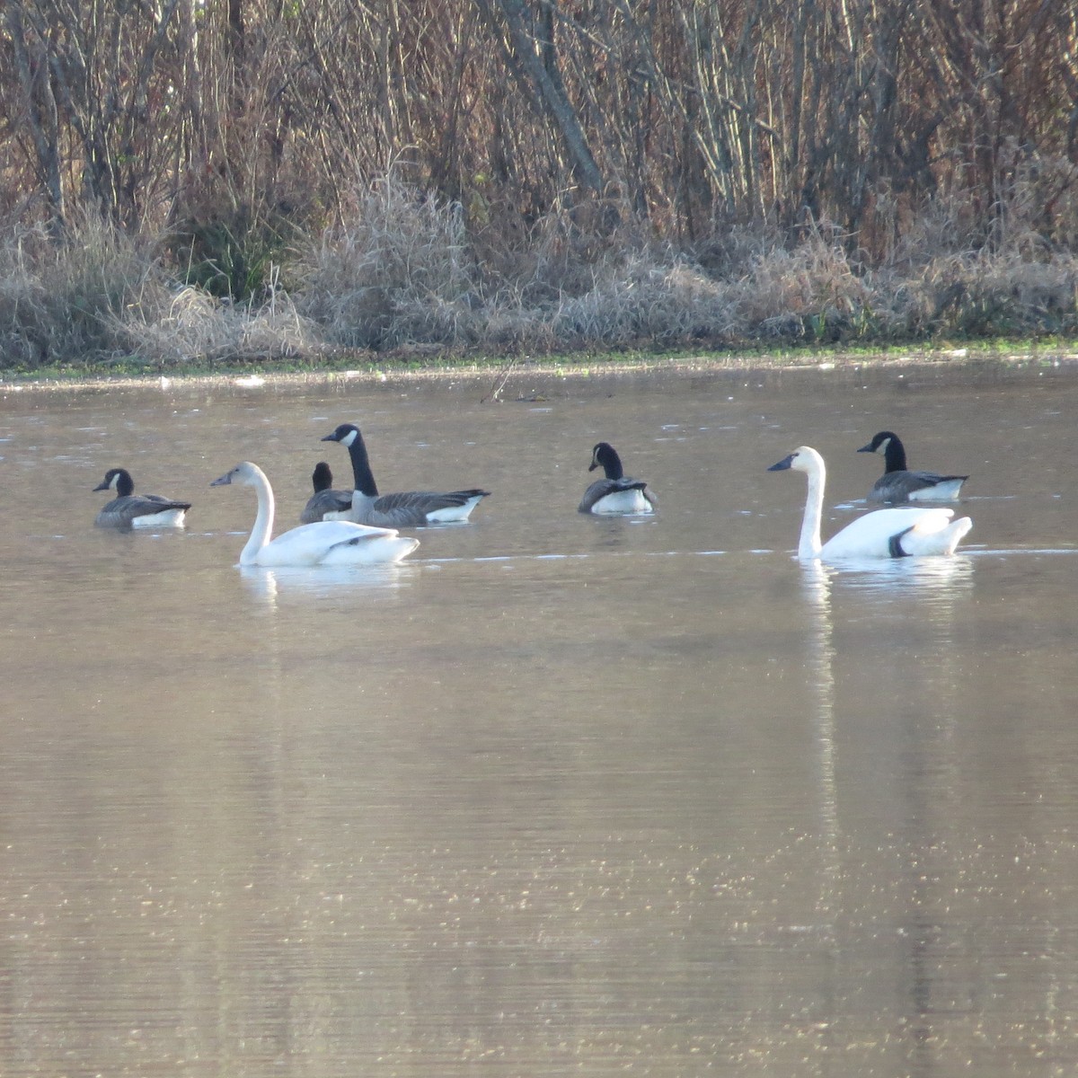 コハクチョウ - ML611641369