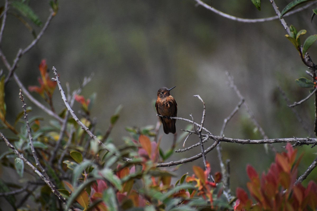 kolibřík duhovohřbetý - ML611641379