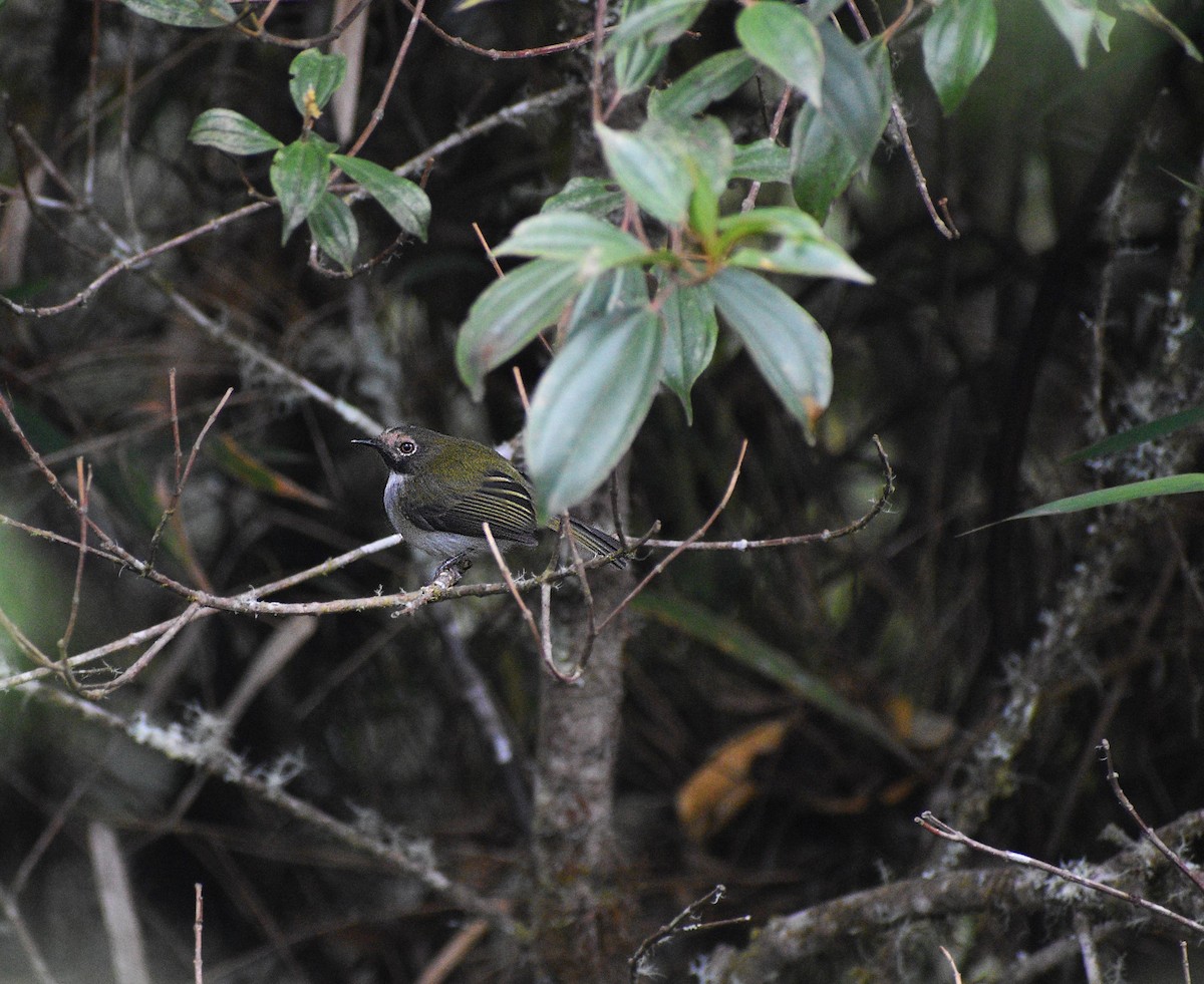 Black-throated Tody-Tyrant - ML611641387
