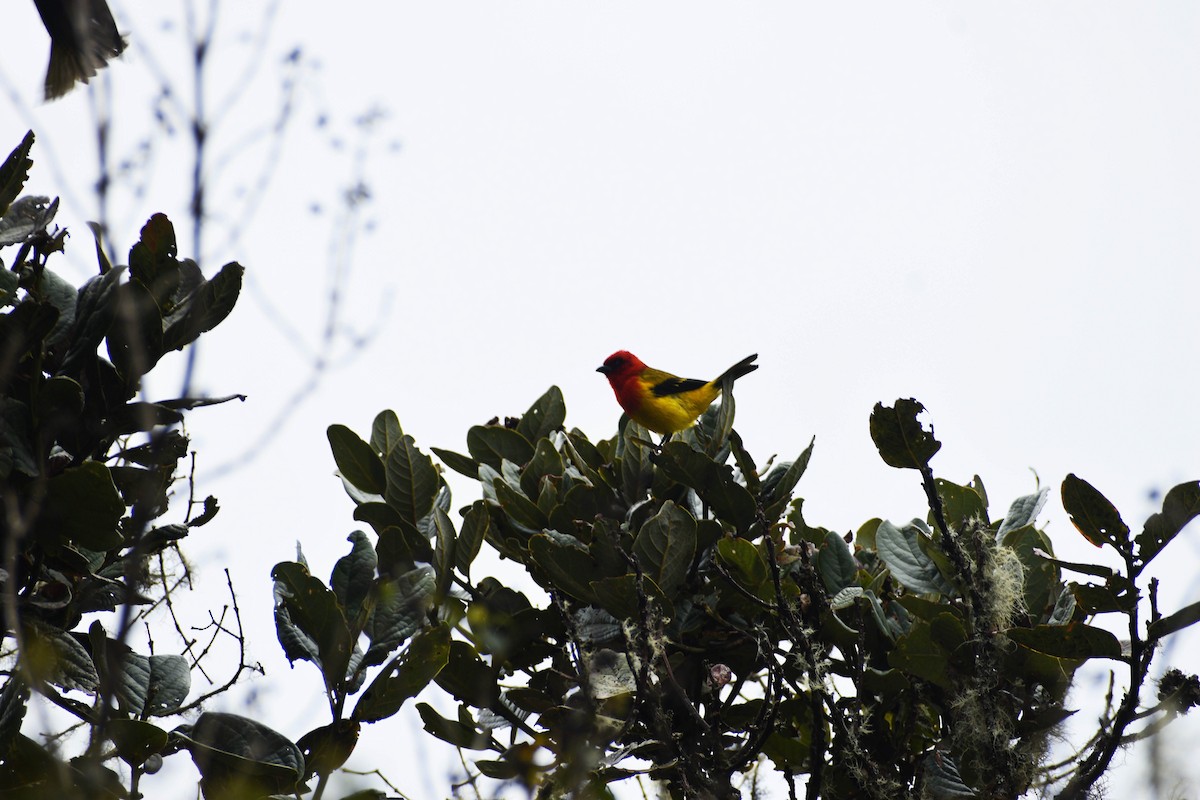 Red-hooded Tanager - ML611641484