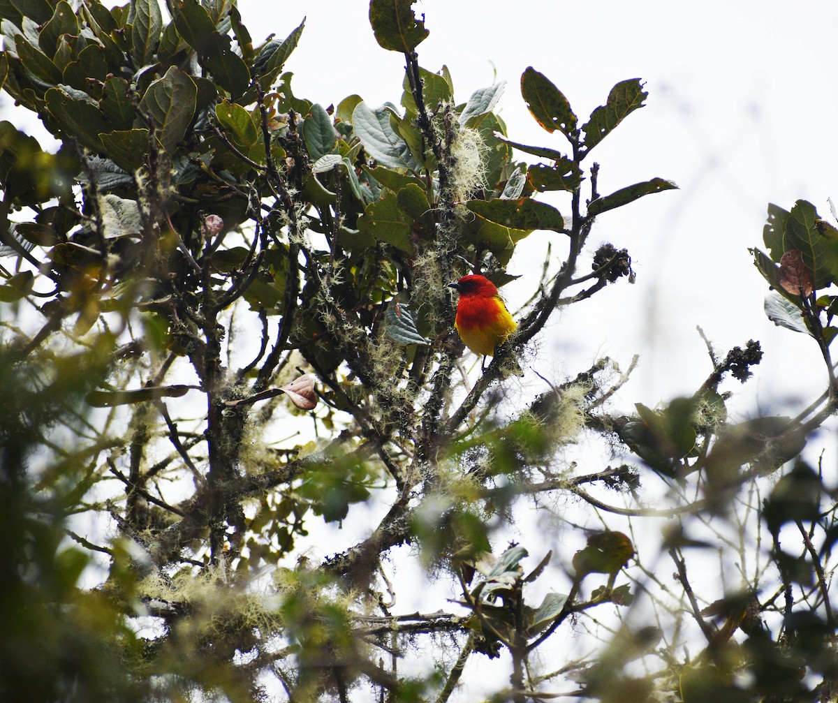 Red-hooded Tanager - Angel Colchado Dominguez